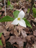 White Trillium