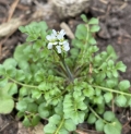Hoary Bitter-cress