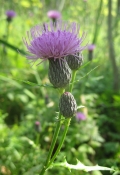 Swamp Thistle