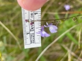Brook Lobelia
