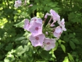 Garden Phlox