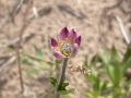 Red Anemone
