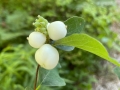 Common Snowberry