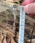 Indian-pipe