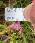 Common Centaury