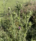 Plumeless Thistle
