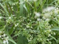 Hedge Bedstraw