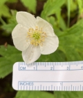Canada Anemone