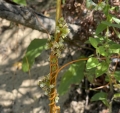 Common dodder