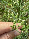Horseweed