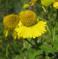 Sneezeweed