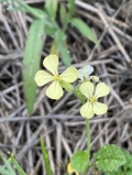 Raphanus raphanistrum
