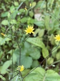 Nipplewort