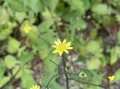 Nipplewort