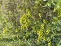 Stiff Goldenrod