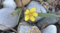 Silverweed