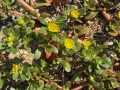 Common Purslane