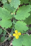 Celandine