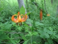Michigan Lily