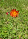 Orange Hawkweed