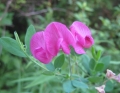 Everlasting Pea