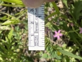 Branching centaury