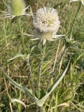 Common Teasel