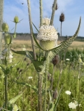 Common Teasel