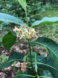 Tall Milkweed