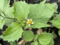 Peruvian Daisy