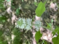 Hairy Wood Mint