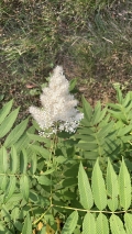 False Spirea