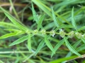 Northern Bugleweed