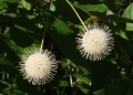 Buttonbush