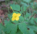 Celandine