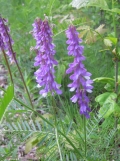 Cow Vetch