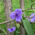Spiderwort