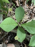 Running Strawberry-bush