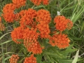Butter-fly Weed