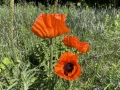 Oriental Poppy