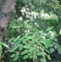 Tall Meadow Rue
