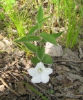 Low Bindweed