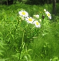 Daisy Fleabane