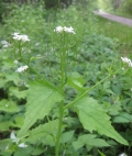 Garlic Mustard