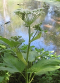 Cow Parsnip