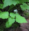 Smaller Enchanter's Nightshade