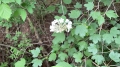 Maple leaf Viburnum