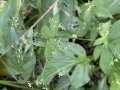 Honewort