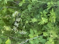 Garden Valerian