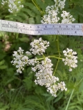 Garden Valerian